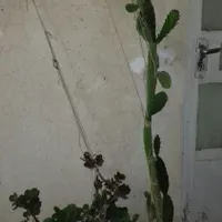 گل قاشقی وکاکتوس