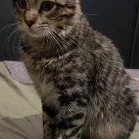 واگزاری گربه نر