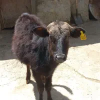 گوساله