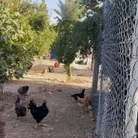 خروس بالغ و کمیاب|پرنده|سرپل ذهاب, |دیوار