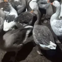 غاز|حیوانات مزرعه|هشترود, |دیوار