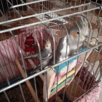 عروس هلندی جفت مولد