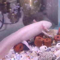 اسکلوتل (ماهی خندان)