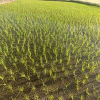 اکیپ ۱۰ نفره  کارگر چلتوک زن