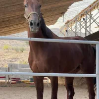 فروش اسب مادیان یکسر