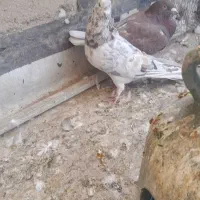 پرشی و یاهو|پرنده|قم, نخودی|دیوار