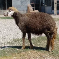 دوتابره ماده بزرگ برای کشتاری نزری