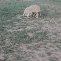 میش.،.|حیوانات مزرعه|فردوس (خراسان), |دیوار