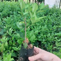 یاس نایلکسی|خدمات باغبانی و درختکاری|کلاچای, |دیوار