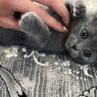 اسکاتیش بلو