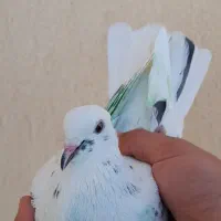 ک.بوتر نرو ماده نامبروان|پرنده|بروجن, |دیوار