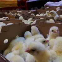 جوجه گوشتی نژاد راس|حیوانات مزرعه|لاهیجان, کوی خزر|دیوار