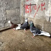 ستا شازده عتیقه