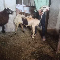 بره قوچی پلنگی فروشی