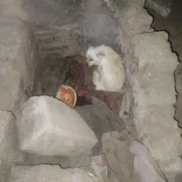 سک نژاد پامر روباهی