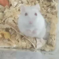 همستر سفید رام