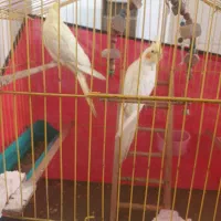 قفس پرنده. تنها