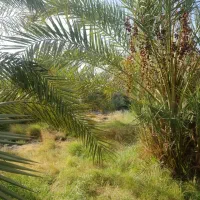 ۵۰قصب زمین و خانه ۶۵متری|فروش زمین و ملک کلنگی|فهرج, |دیوار