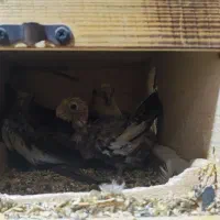 یه جفت عروس هلندی با جوجه|پرنده|پیر بکران, |دیوار