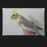 پرنده ی عروس هلندی دیشب در نواحی ۲۰ جنوبی