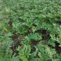 فروش گیاه برگ انجیری