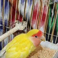 پرنده|پرنده|زهک, |دیوار