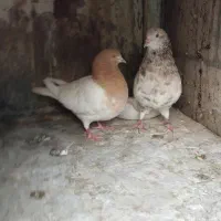 چند جفت کبوتر