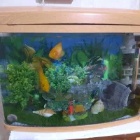 اکواریوم فروشی فوری