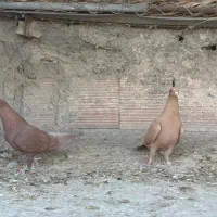 سلام نر ماده سین زرد|پرنده|کرمان, |دیوار