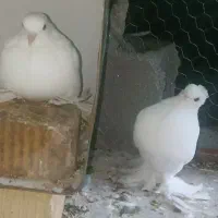 کفتر/ کبوتر