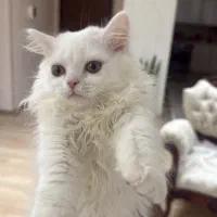 گربه اسکاتیش