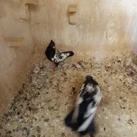کبوترنرو ماده سینه سیاه جوان|پرنده|شیراز, شیخ علی چوپان|دیوار
