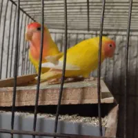 کوتوله برزیلی بالغ نرو ماده معاوضه و فروش