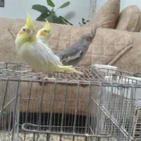 عروس هلندی سه عدد باهم ۶۰۰هزار تومان