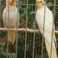 فروش طوطی عروس هلندی