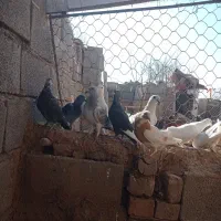 فروش کفتر نر|پرنده|کرمان, |دیوار