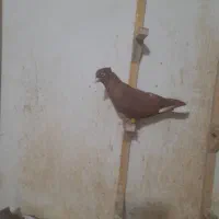 سرخ و زرد دمسفید