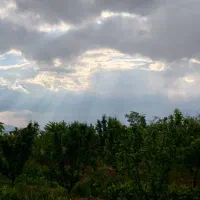 خرید انواع چوب درختان باغات به صورت نقدی