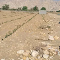 فروش زمین باغی 7000متر|فروش دفتر صنعتی، کشاورزی، تجاری|بندر دیر, |دیوار