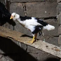 جوجه گلین قابل معاوضه