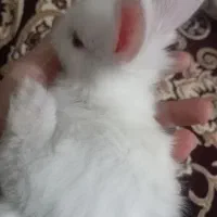 خرگوش خانگی سالم باهوش|موش و خرگوش|ممقان, |دیوار