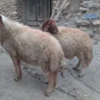 یه جفت قوچ داشی ۲ساله میش رو|حیوانات مزرعه|بوئین و میاندشت, |دیوار