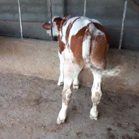 فروش گوساله نرسیمینتال عطیقه پرواری|حیوانات مزرعه|تهران, آبشار|دیوار