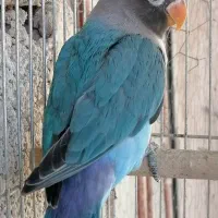 کوتوله برزیلی 5ماه|پرنده|شیراز, ابیوردی|دیوار