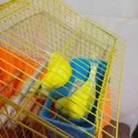 ۴ جفت مرغ عشق انگلیسی|پرنده|تهران, افسریه جنوبی|دیوار