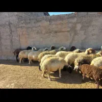 گوسفنده زنده کشتاری|حیوانات مزرعه|دورود, |دیوار
