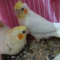 عروس هلندیای کاملا دستی|پرنده|فردوس (خراسان), |دیوار