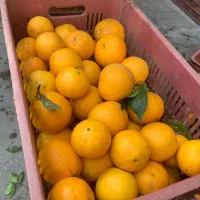 پرتقال تامسون