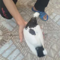 کبوتر طوقی دم سیاه معاوضه و نقد