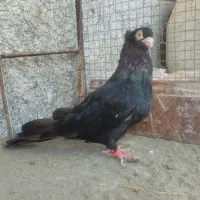 کبوتر صرب